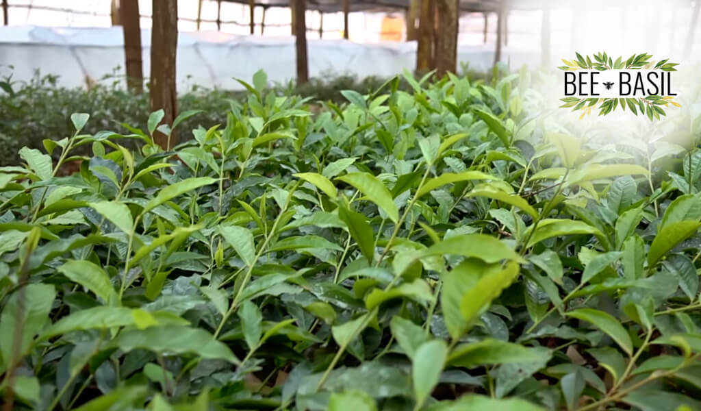 Camellia sinensis plants