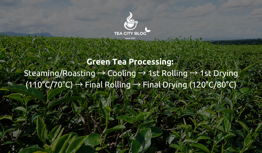 Green tea processing