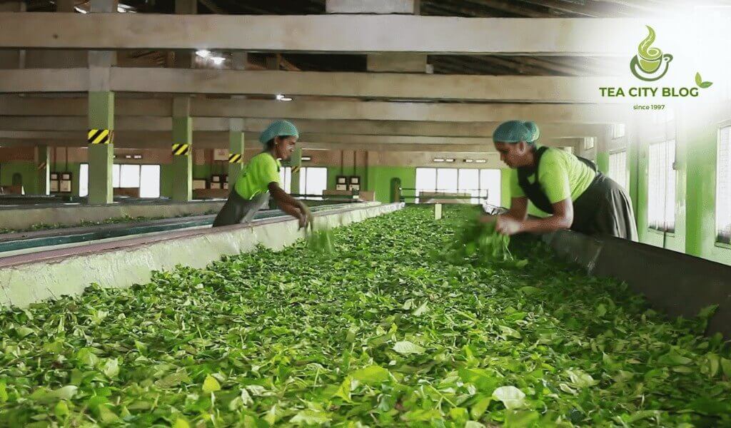 How is Ceylon tea made