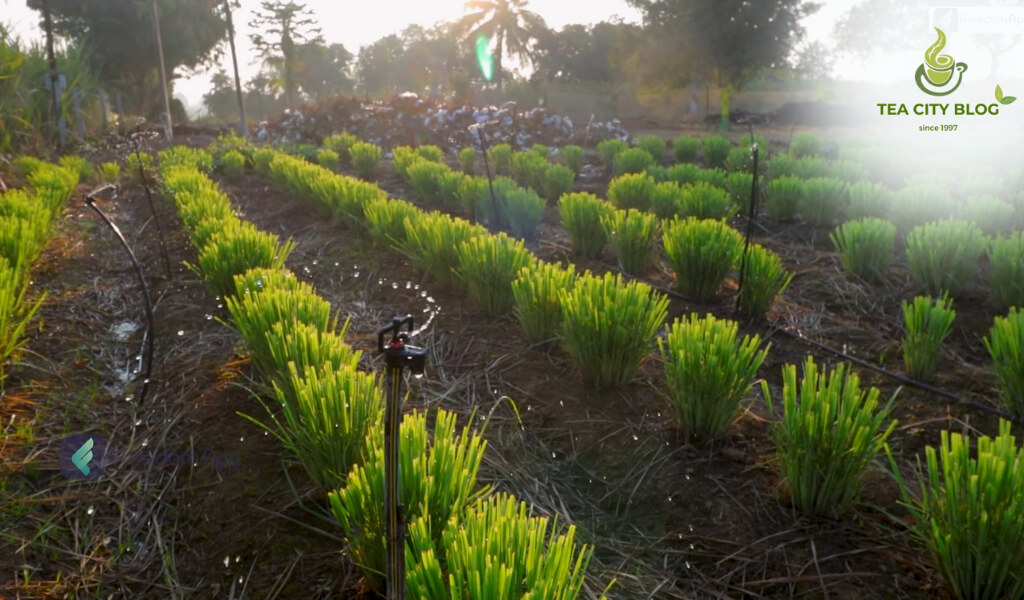 Lemongrass plant