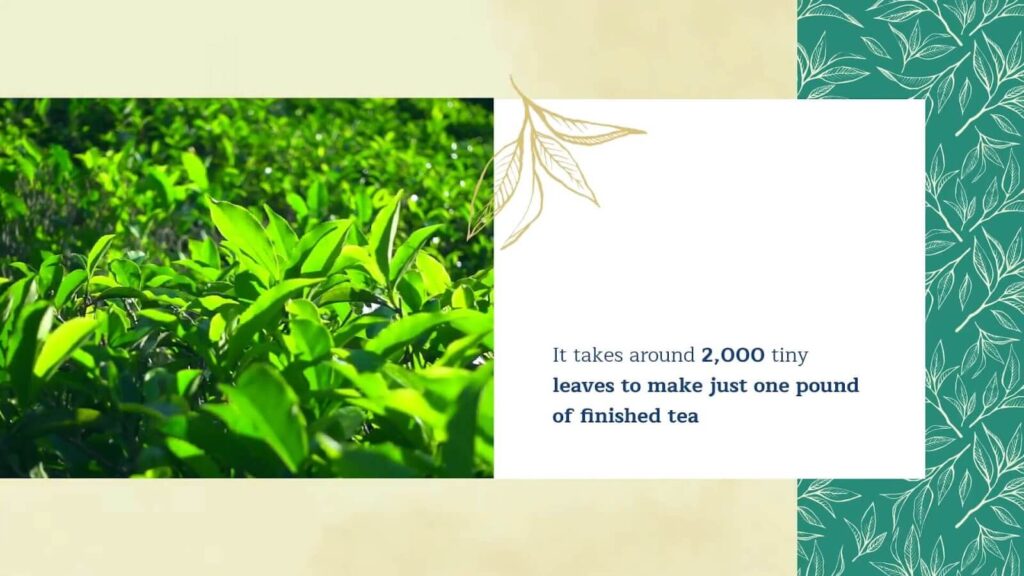 2000 tiny tea leaves