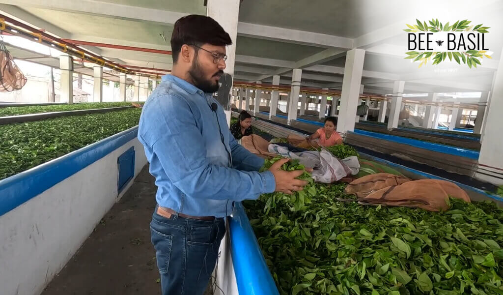 Tea processing methods