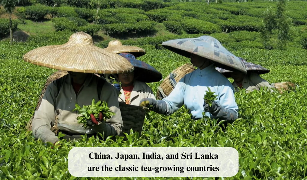 Where does tea come from?