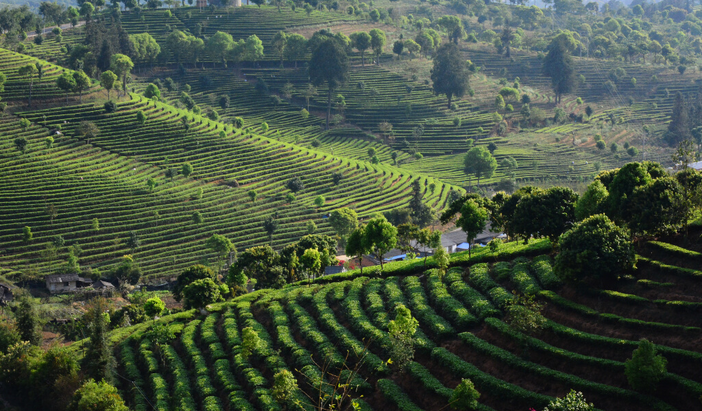 Yunnan Tea Farm