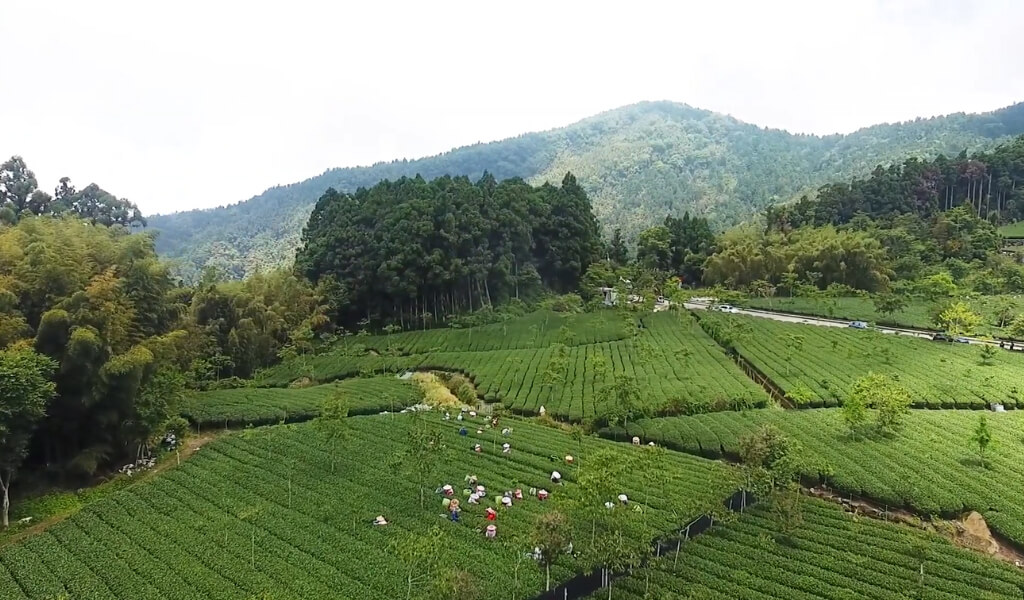 Alishan Taiwan Oolong Tea - Taiwanese Tie Guan Yin - Taiwanese Wu Long From  Ali Shan - Alishan Tea Taiwan Tea Ali Shan Tea Oolong Tea Taiwan Taiwanese