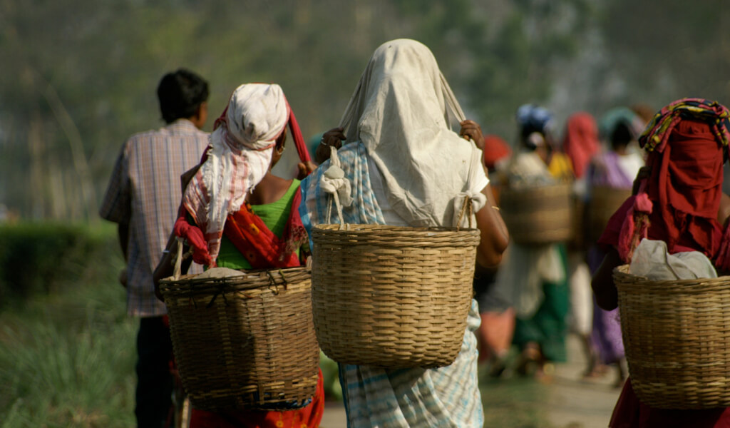 Assam leaf tea