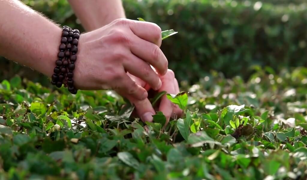 Bancha leaves