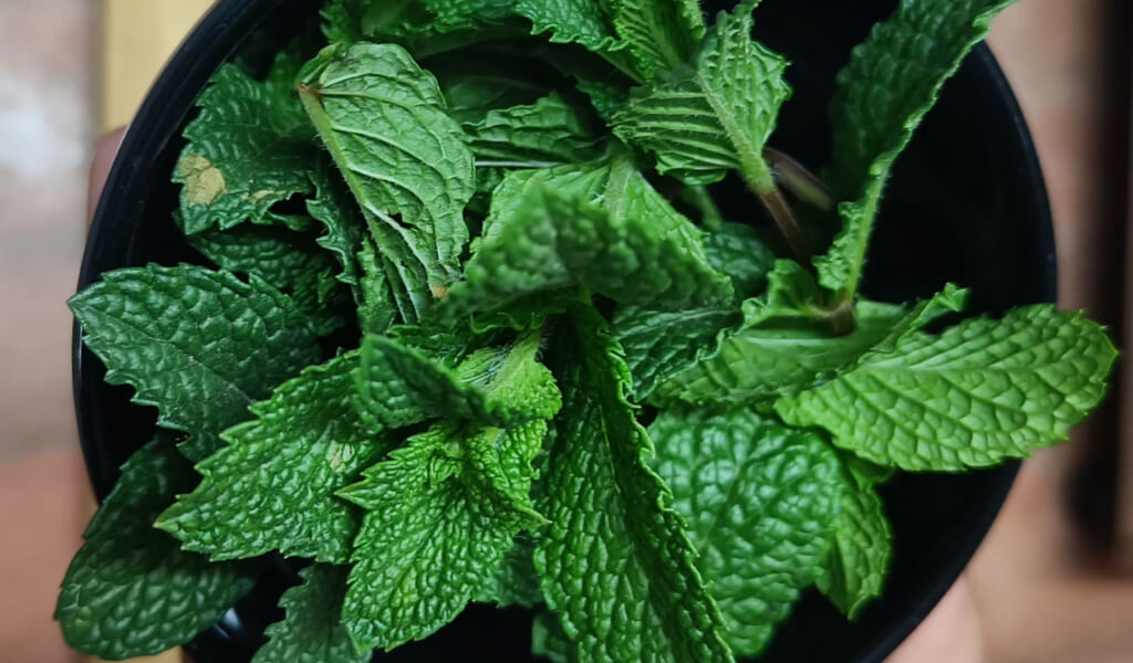 benefits of Spearmint