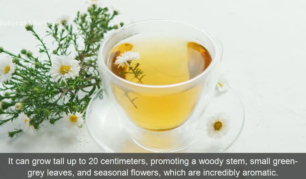 benefits of Thyme tea
