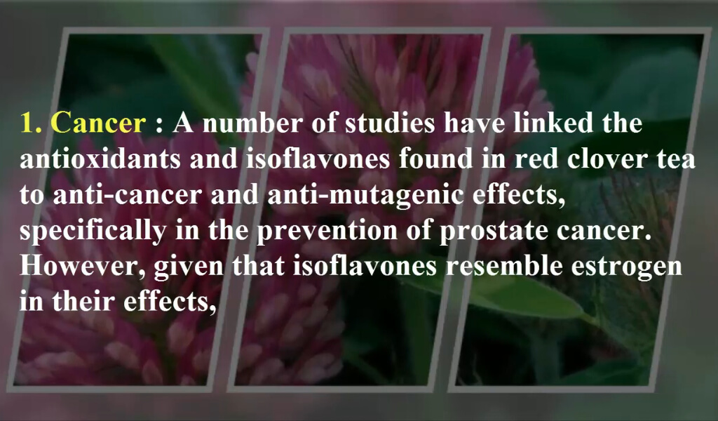 The benefit of Red Clover tea for Cancers reduce