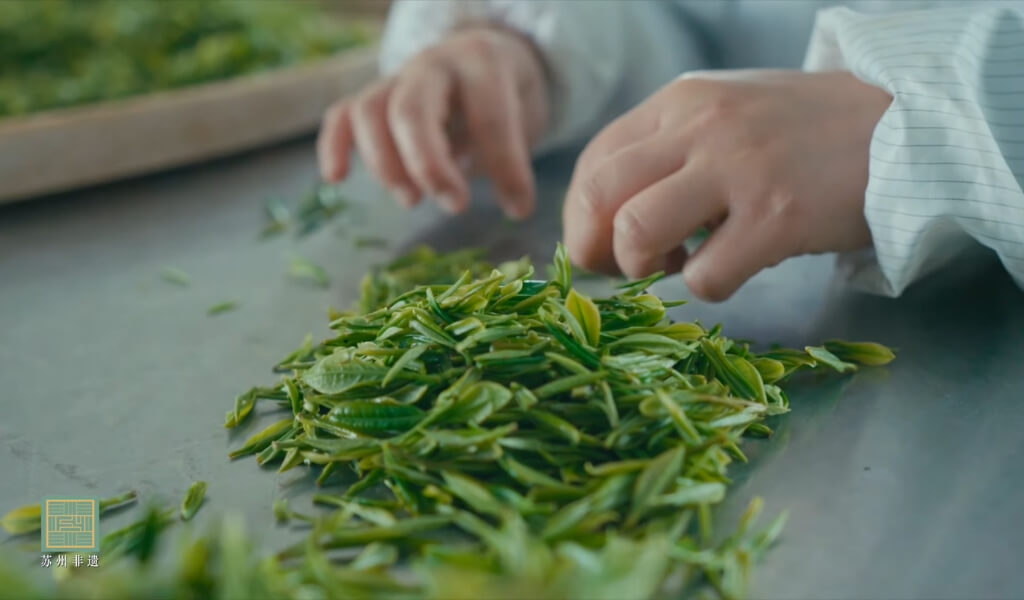 Biluochun tea making