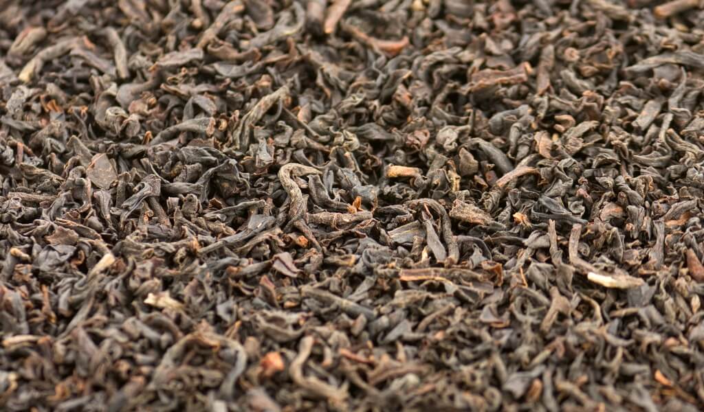 Black tea leaves plant