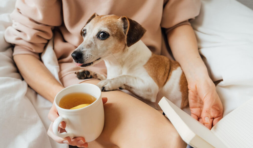 can Dogs have tea
