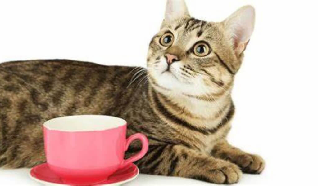 Cats and tea