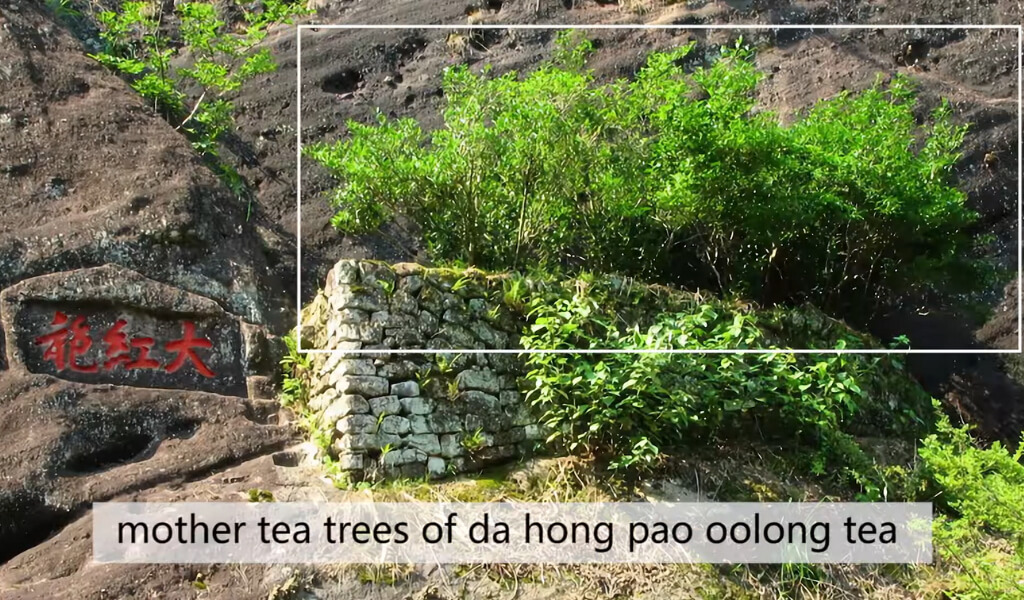 Da Hong Pao trees