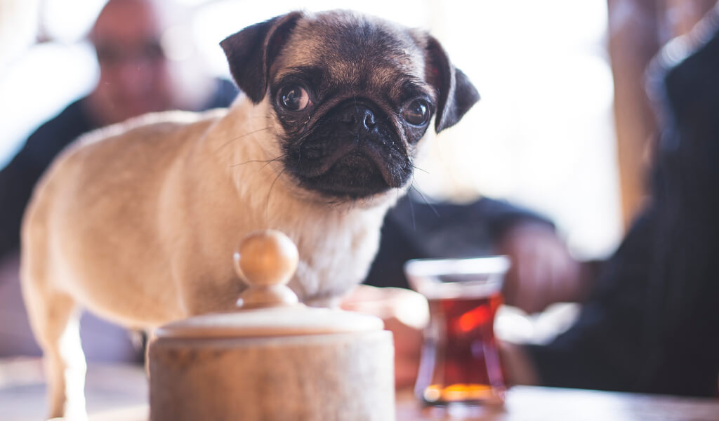 dog drink tea