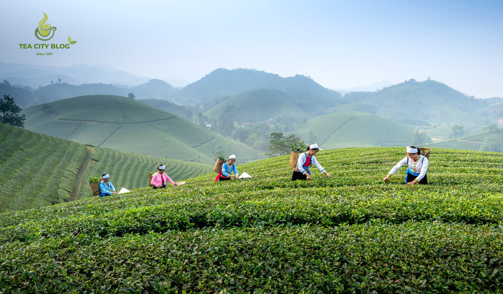 Farm Green Tea at Viet Nam