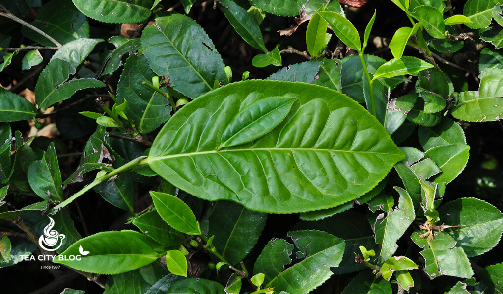 Camellia sinensis assamica