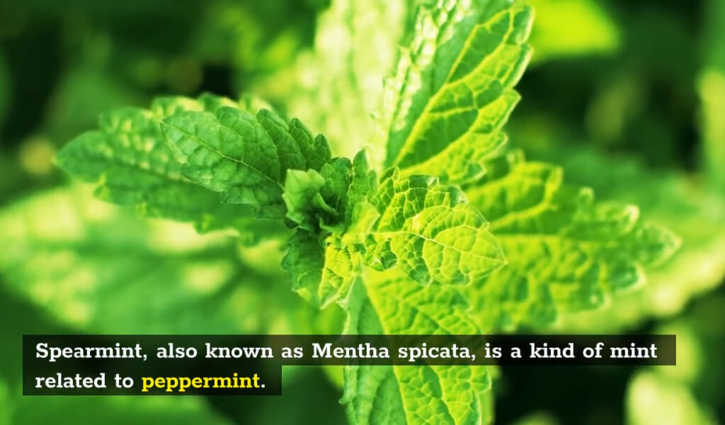 What are the health benefits of spearmint?