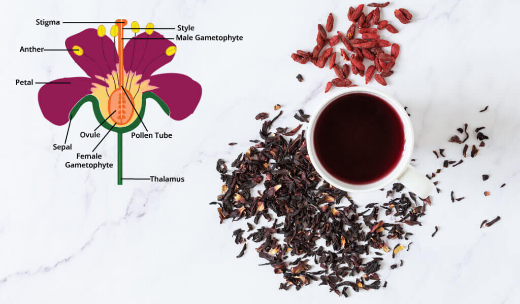 hibiscus tea recipes