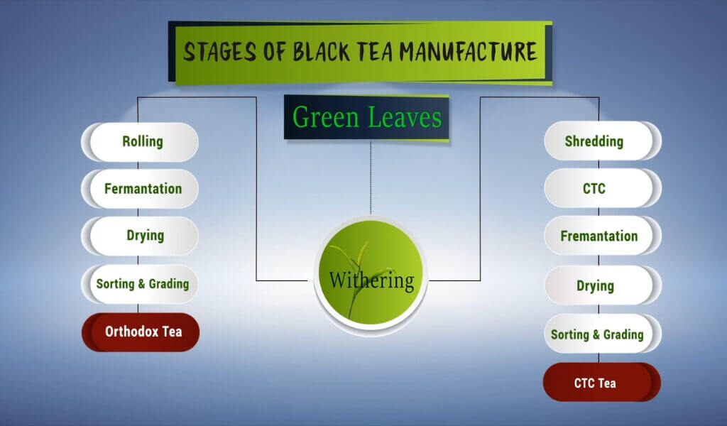 how to grow black tea