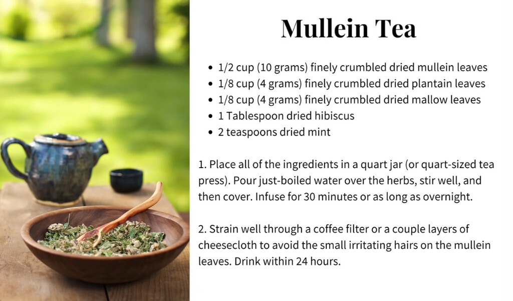 How to make Mullein tea