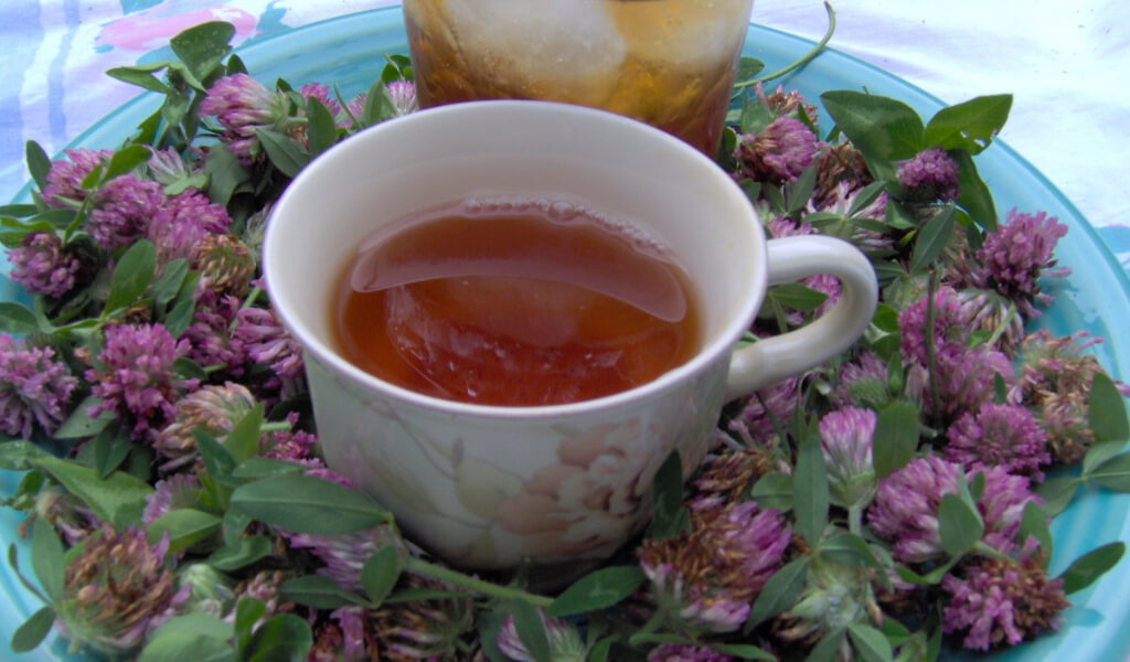 How to make Red Clover tea