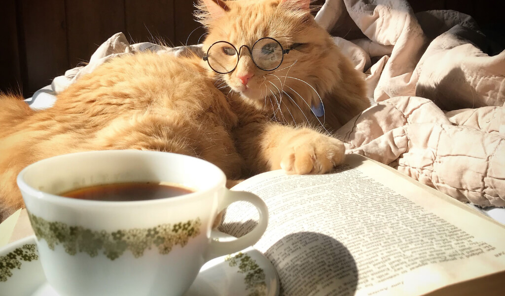 is tea bad for Cats