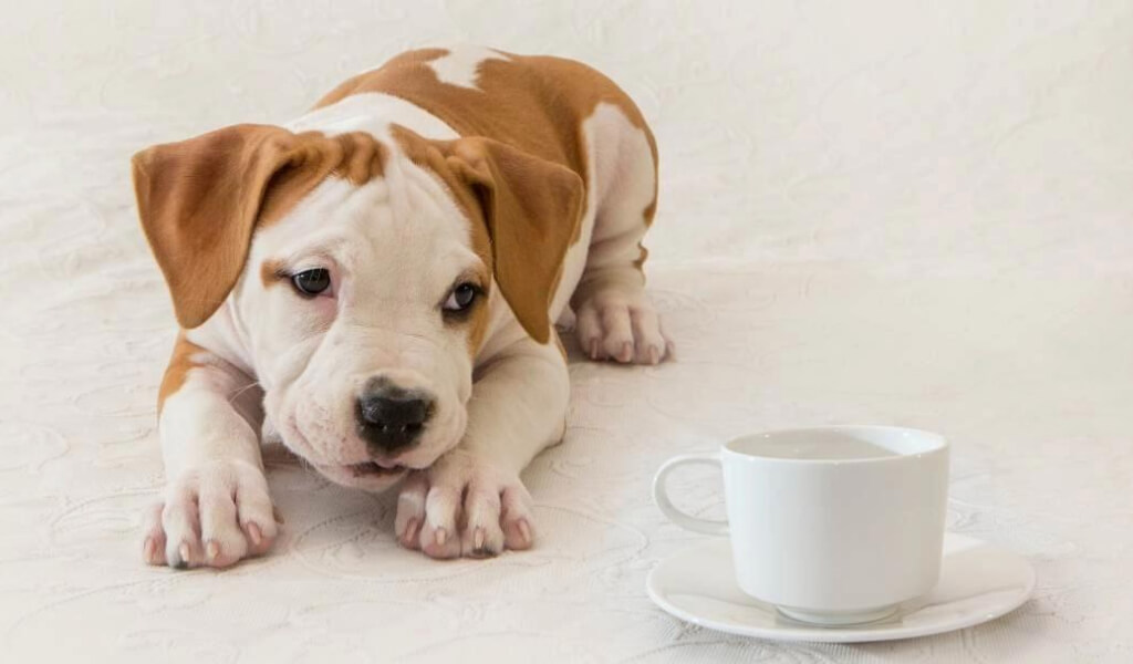 is tea good for dogs
