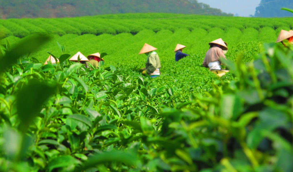 Producing Keemun Tea