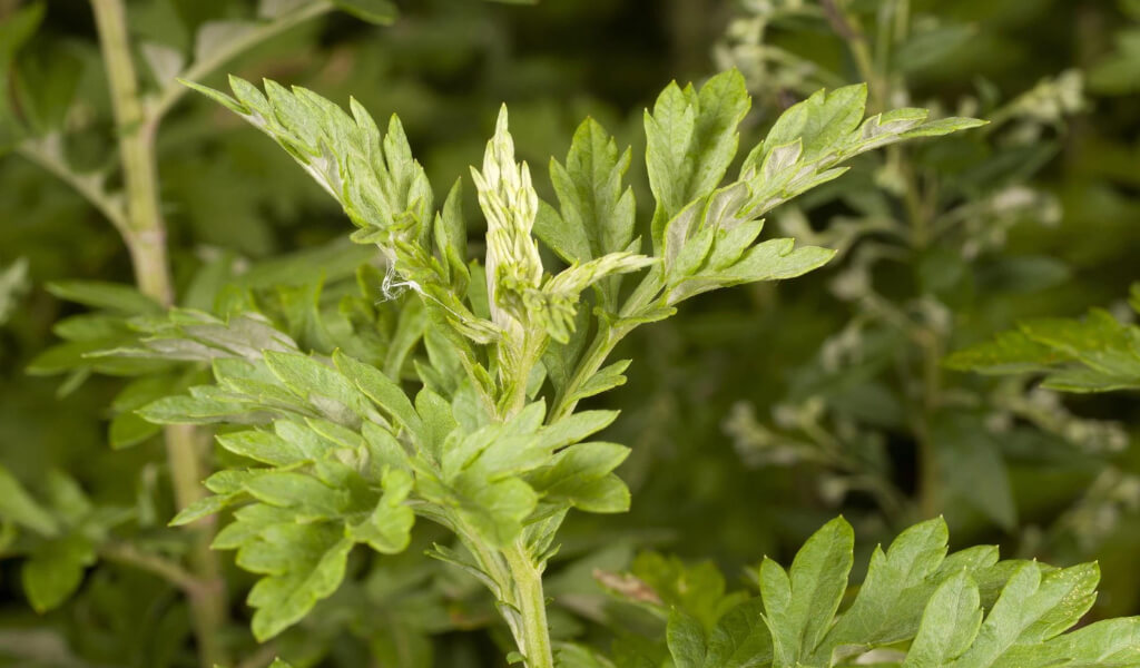 Mugwort