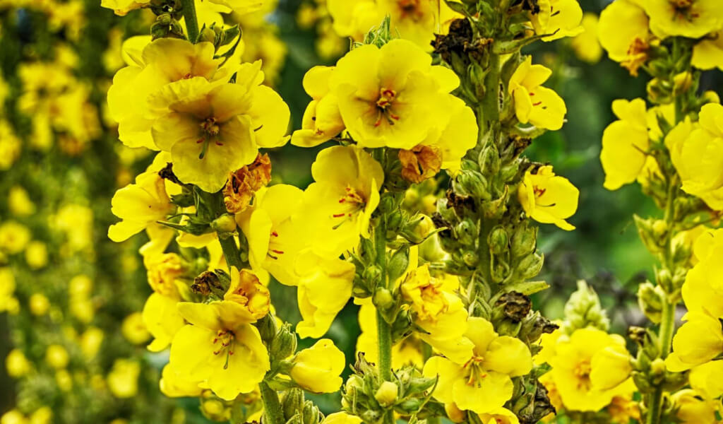 Mullein leaf