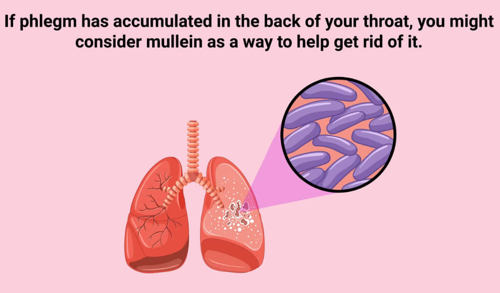 Mullein tea for cough