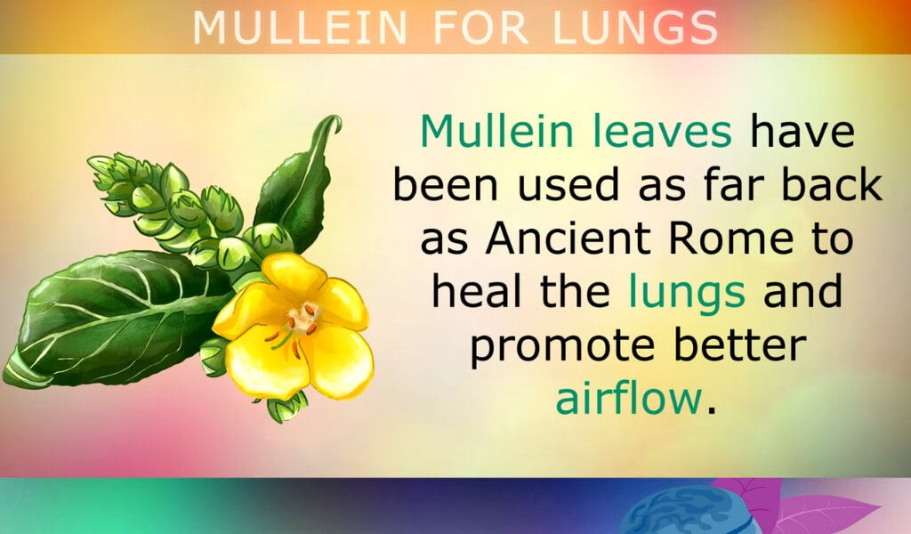 Mullein tea for Lungs