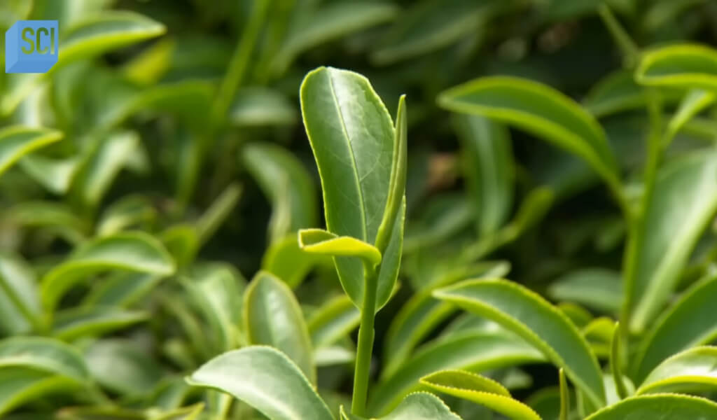 Oolong tea plant