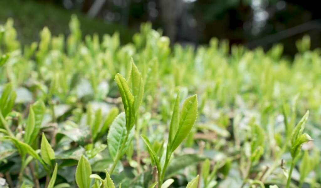 Organic Hojicha Green tea