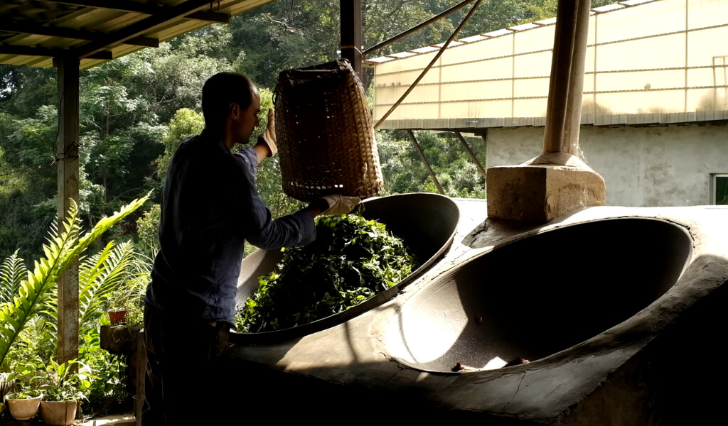 Processing pu-erh tea