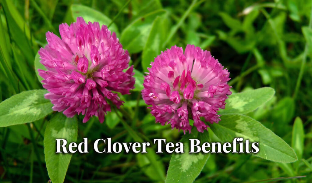Red Clover tea benefits