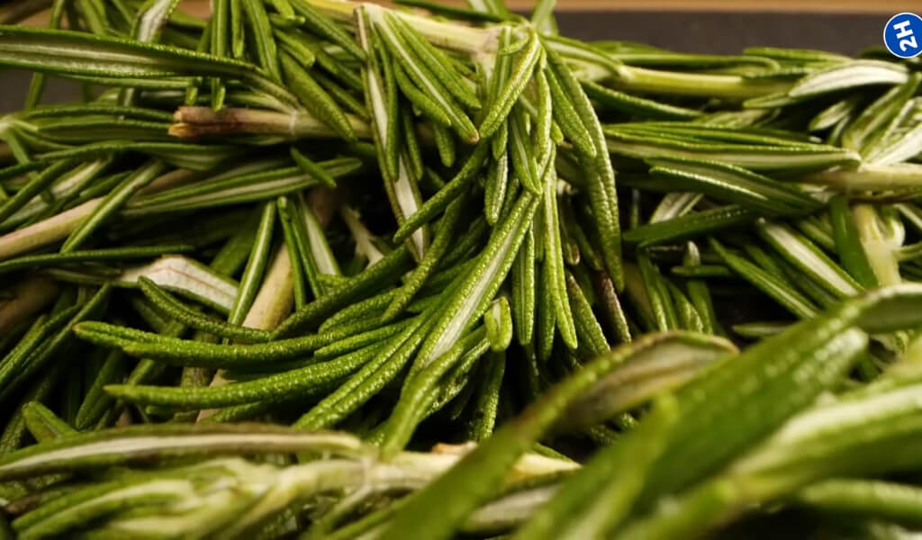 Rosemary tea: 9 Health benefita that make it a morning elixir