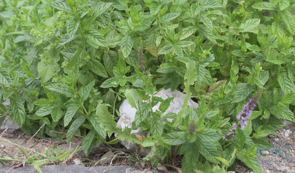 Spearmint tea plant