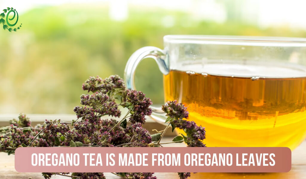 Tea of Oregano