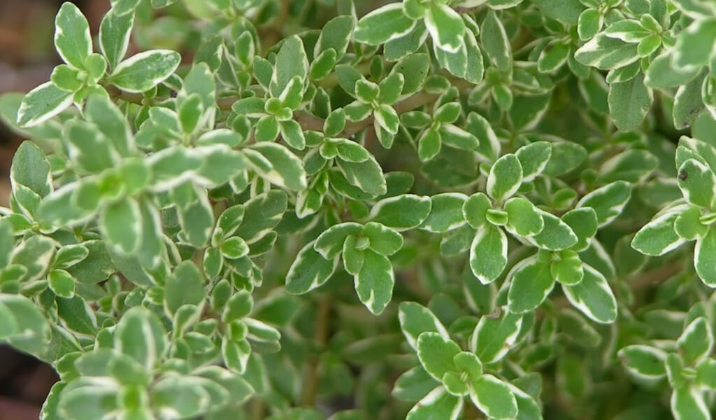 Thyme plant