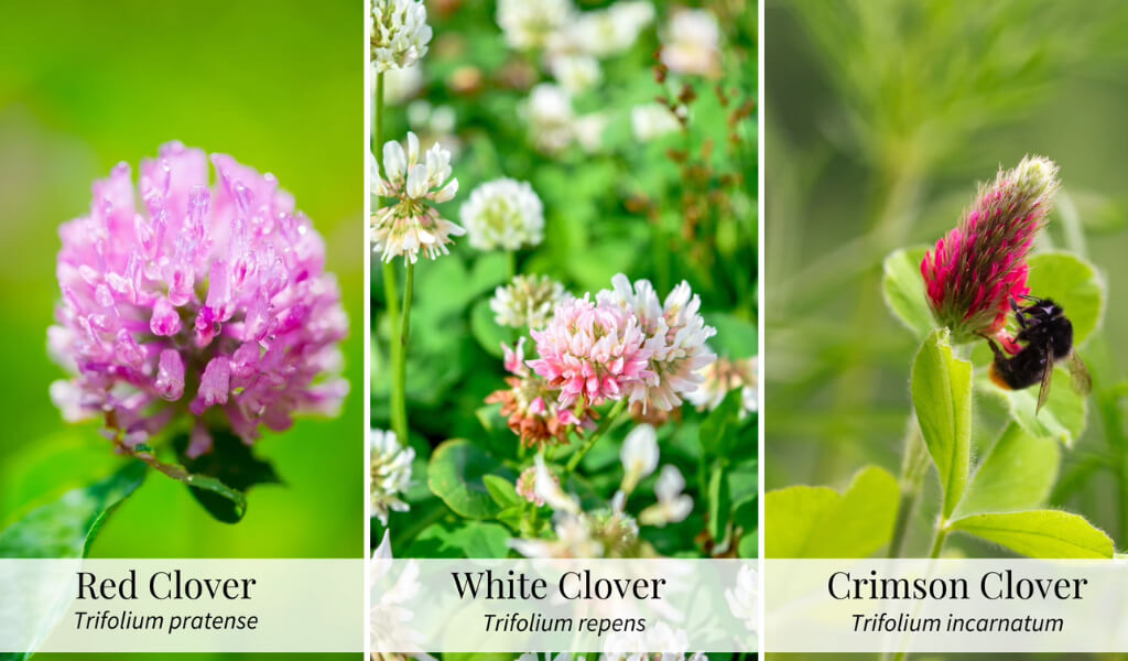 Types of Clover