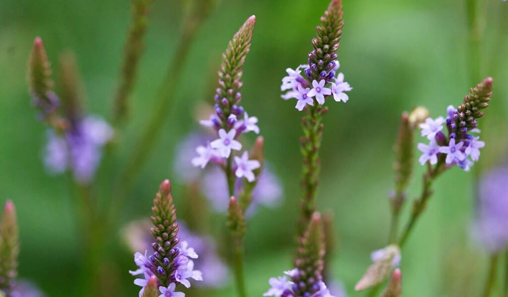 Vervain tea benefits