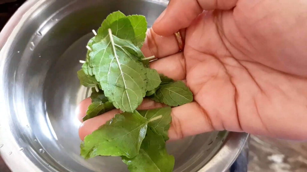 Well-water tulsi leaves