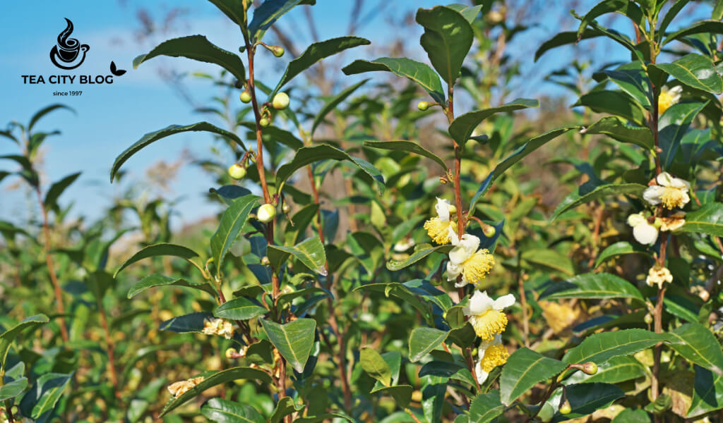 Camellia sinensis