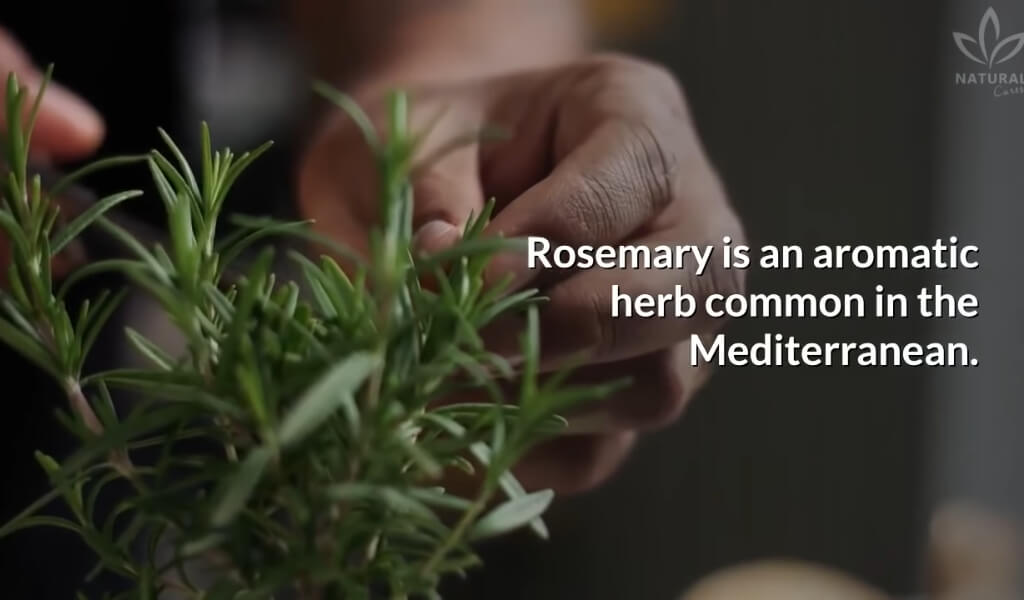 what is Rosemary tea good for