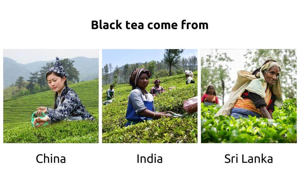 where does black tea come from