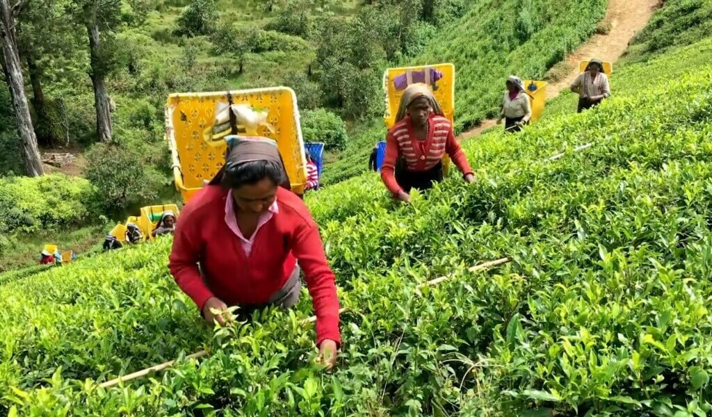 Where does chai tea come from?