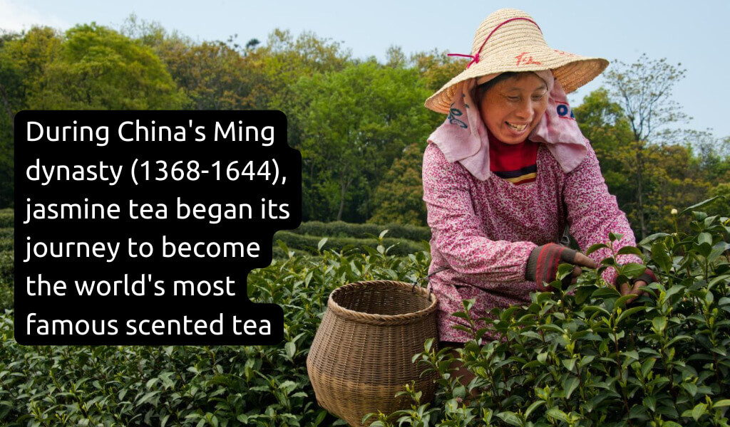 where does jasmine tea come from